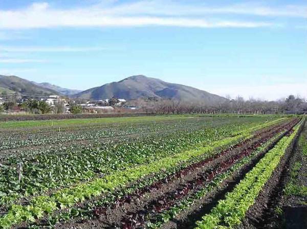 California State Polytechnic University - San Luis Obispo