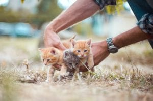 kittens, animals, animal charity, animal sanctuary, non-profit charity