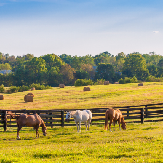 Kentucky Online Colleges